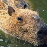 can you own a capybara in oregon