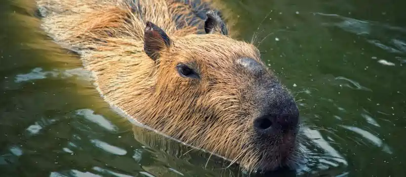 can you own a capybara in oregon