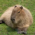 can you own a capybara in pa