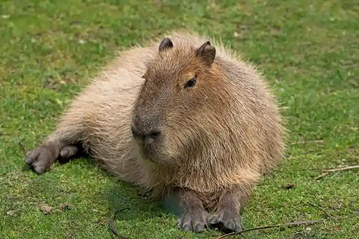 can you own a capybara in pa