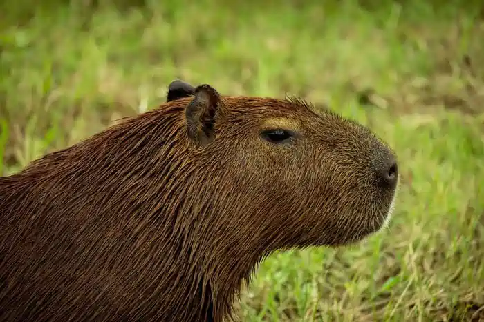 can you own a capybara in texas