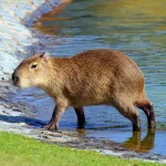 can you own a capybara in the united states