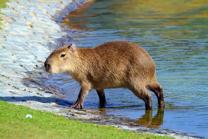 can you own a capybara in the united states