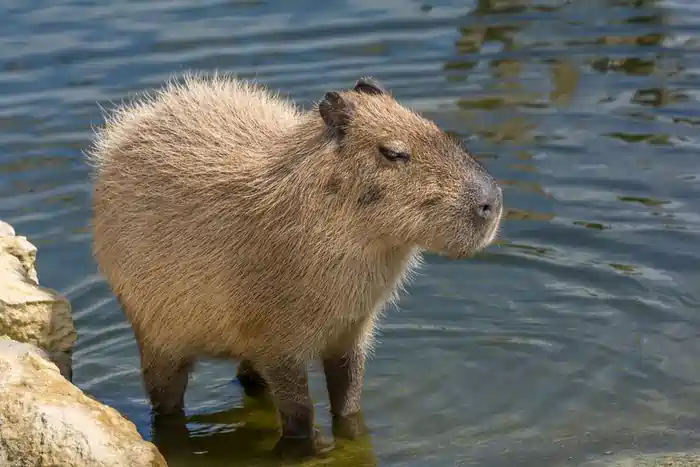 can you own a capybara in the us