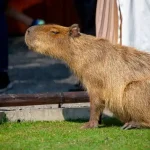 can you own a capybara in virginia