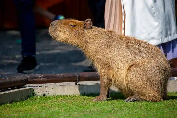 can you own a capybara in virginia