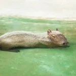 can you own a capybara in washington