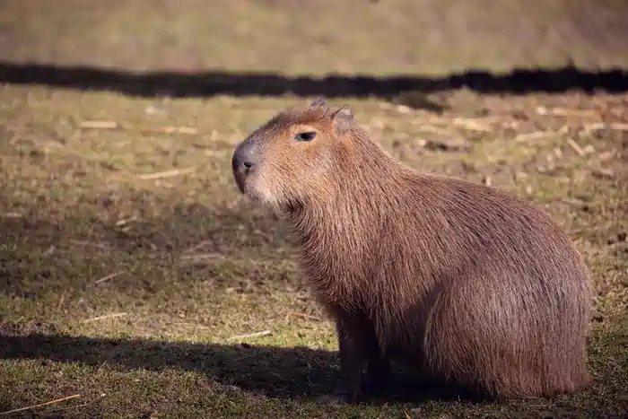 can you own a capybara in washington state