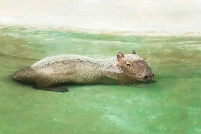 can you own a capybara in washington