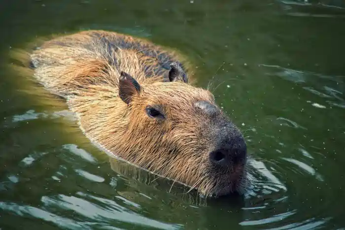 can you own a capybara in wisconsin