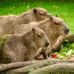 Can You Own a Capybara in Australia