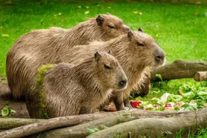 Can You Own a Capybara in Australia