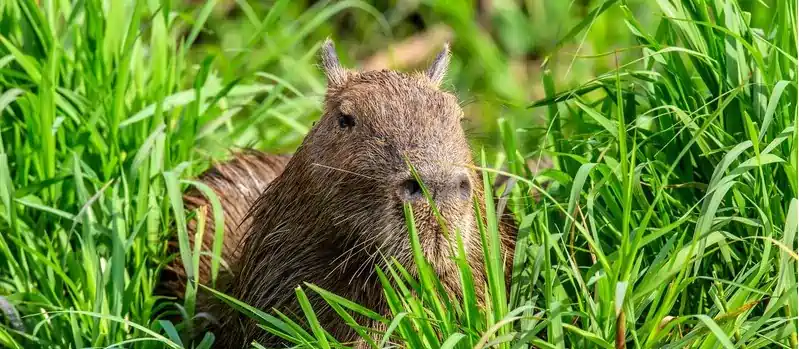 capybara in alabama