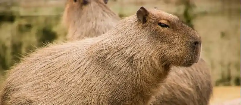 capybara in america