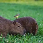 capybara in arkansas