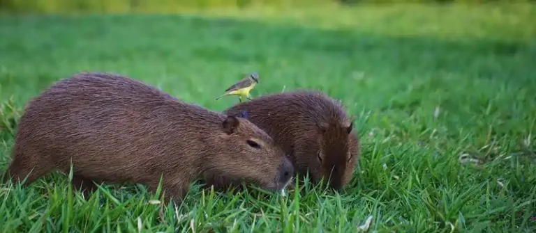 capybara in arkansas