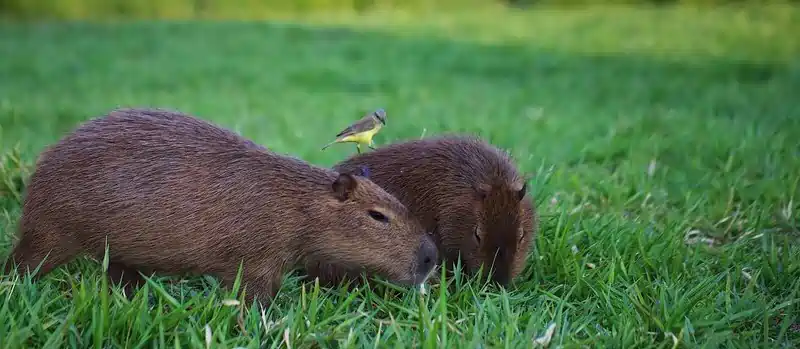 capybara in arkansas