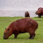 capybara in colorado