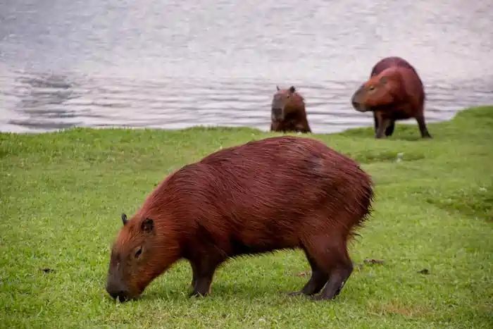 capybara in colorado