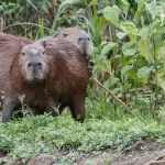 capybara in maryland