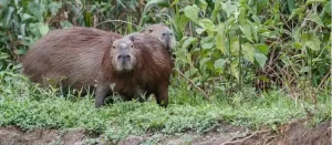capybara in maryland