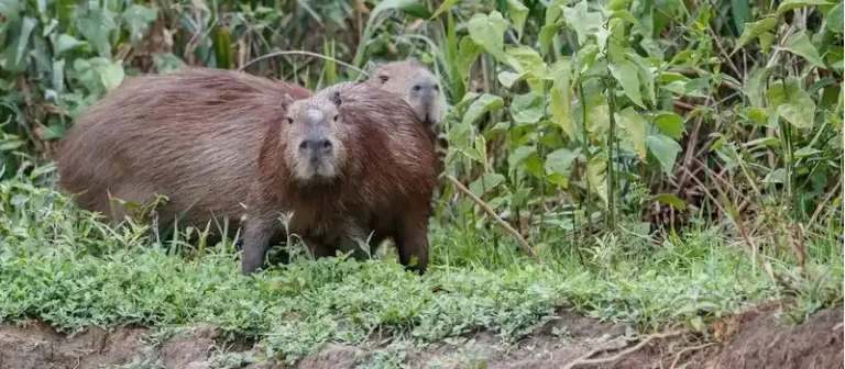 capybara in maryland
