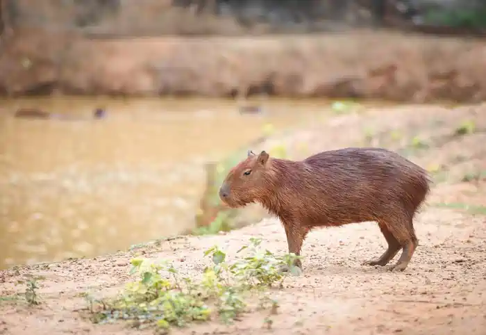 capybara in missouri