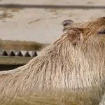 capybara in nevada