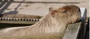 capybara in nevada