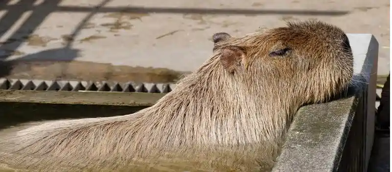 capybara in nevada