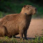 capybara in new jersey_