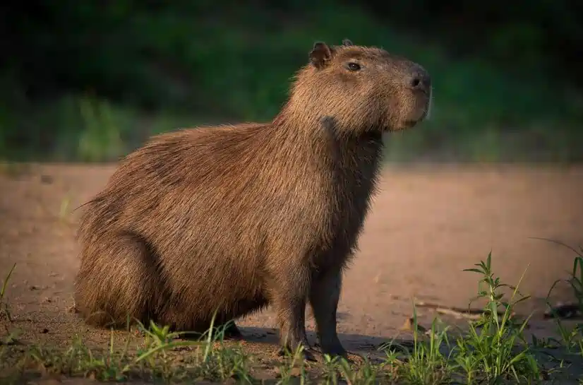 capybara in new jersey_