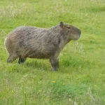 capybara in tennessee_