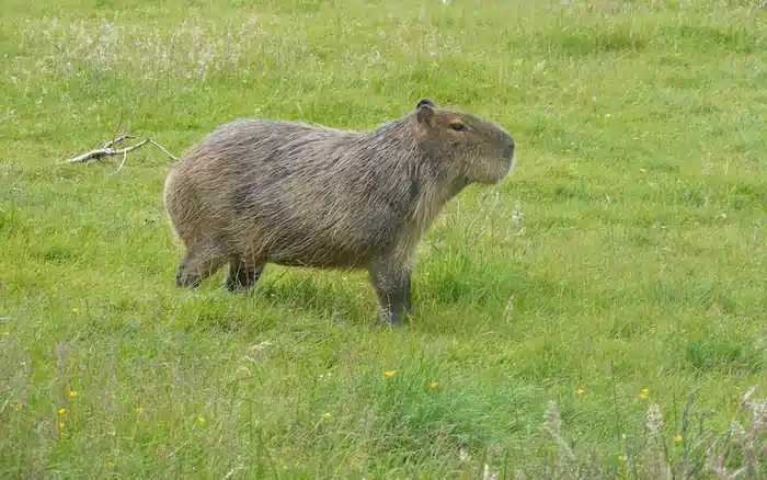 capybara in tennessee_