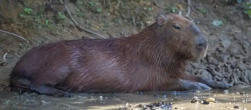 capybara in texas