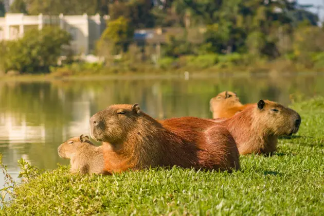 Is It Legal to Own a Capybara in Australia?