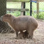 capybara in wisconsin