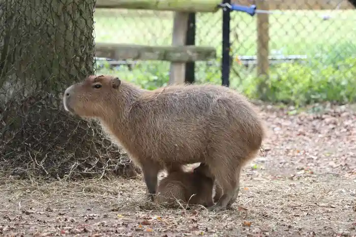 capybara in wisconsin