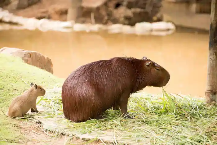 capybara pet indiana