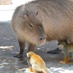 capybara sitting calmly near water showing why are capybaras friendly animals are capybaras friendly