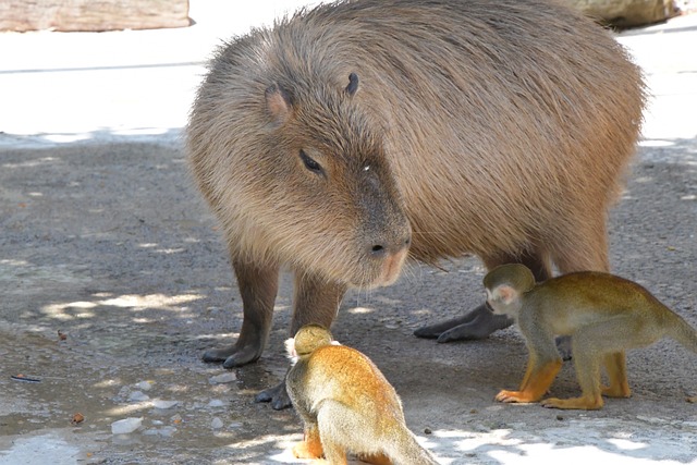 capybara sitting calmly near water showing why are capybaras friendly animals are capybaras friendly