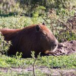Capybara standing near water showing why is a capybara a rodent and the world’s largest rodent is a capybara a rodent