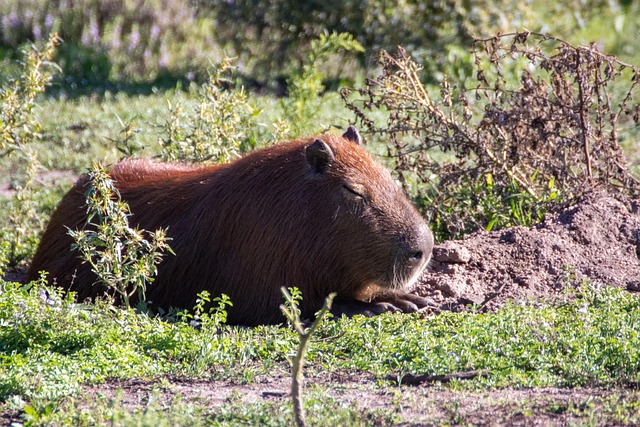 Capybara standing near water showing why is a capybara a rodent and the world’s largest rodent is a capybara a rodent