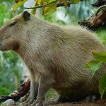 Capybara vocalizing with open mouth near water, showing what sounds does a capybara make
