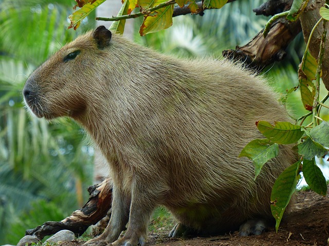 Capybara vocalizing with open mouth near water, showing what sounds does a capybara make