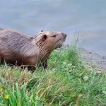 is capybara legal in Illinois