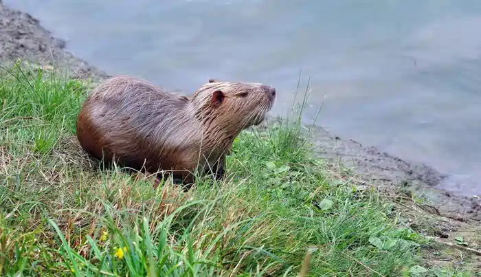 is capybara legal in Illinois