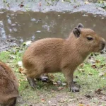 is it legal to own a capybara in the Utah