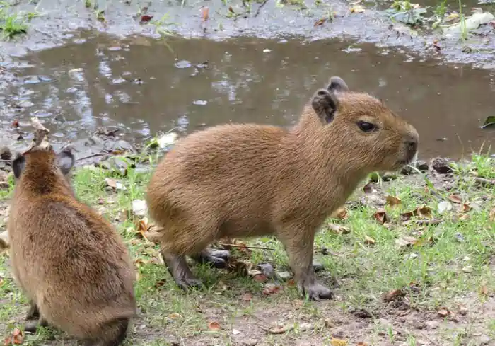is it legal to own a capybara in the Utah