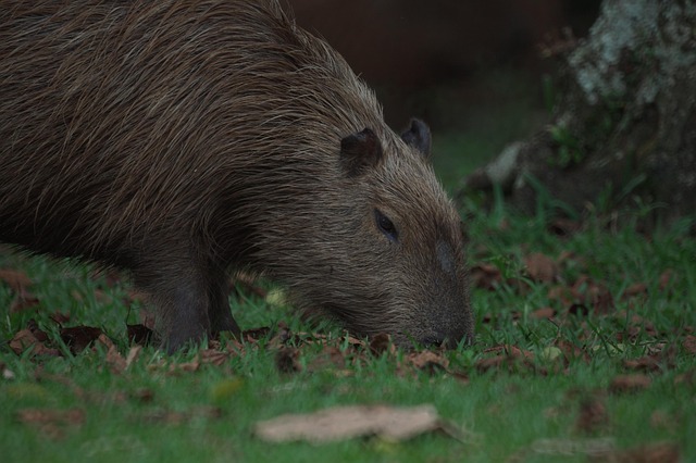 Capybara resting near a river in its natural South American habitat what is the capybaras habitat​